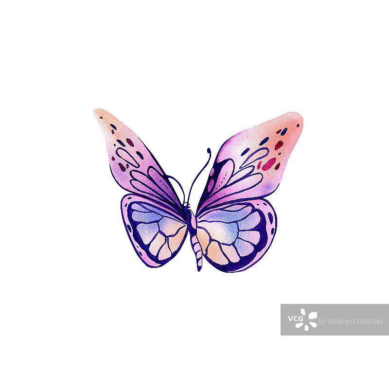 有着粉橙色翅膀的大闪蝶。水彩插图在一个孤立的背景。美丽的外来昆虫。包装设计，明信片。图片素材
