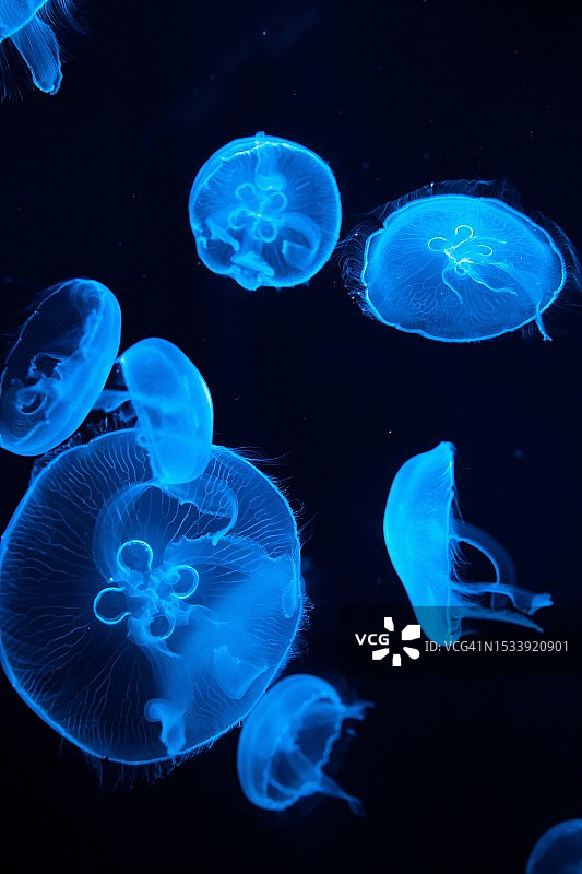 水母在水族馆里游泳的特写图片素材