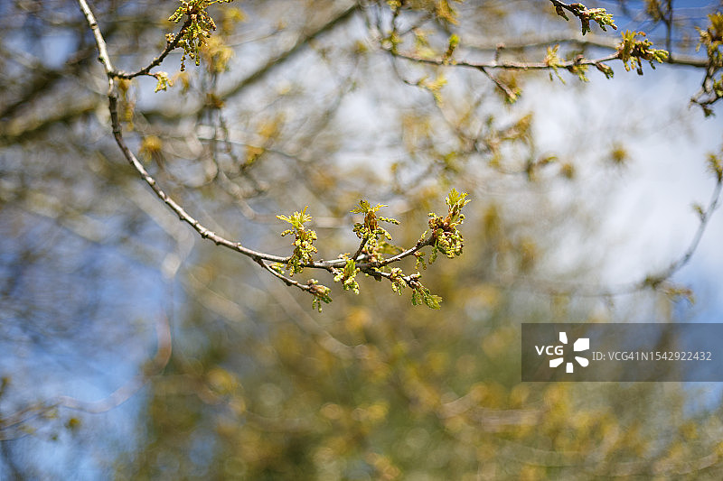 英国橡树上的新叶和新花图片素材