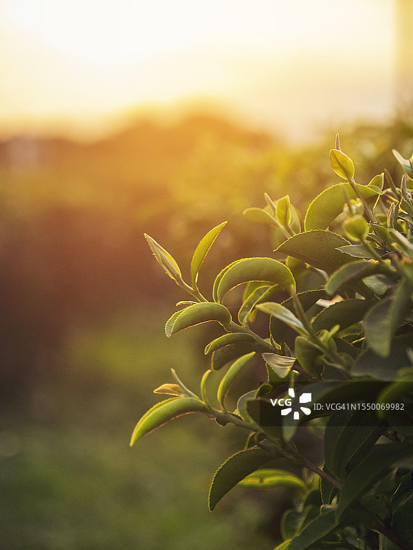 垂直的绿茶树叶子田新鲜的年轻嫩芽在农场在夏天的早晨草药。阳光绿茶树在有机农场茶树。垂直树茶树绿化自然农田图片素材