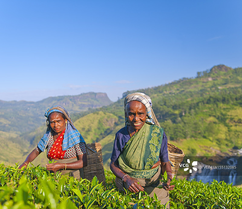 斯里兰卡妇女采摘茶叶图片素材