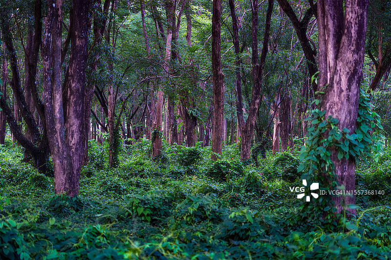 泰国的天然森林图片素材