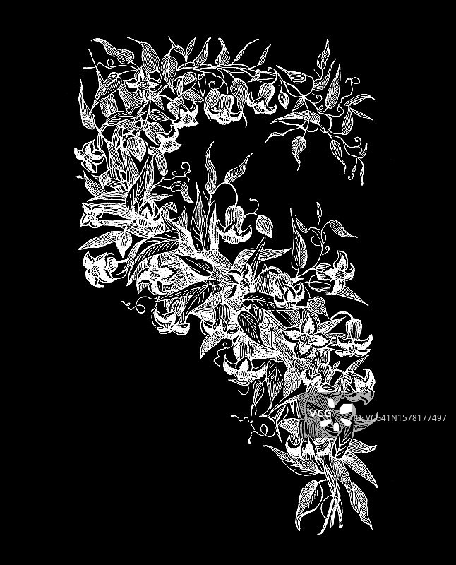 古老的植物学雕刻插图，铁线莲花图片素材