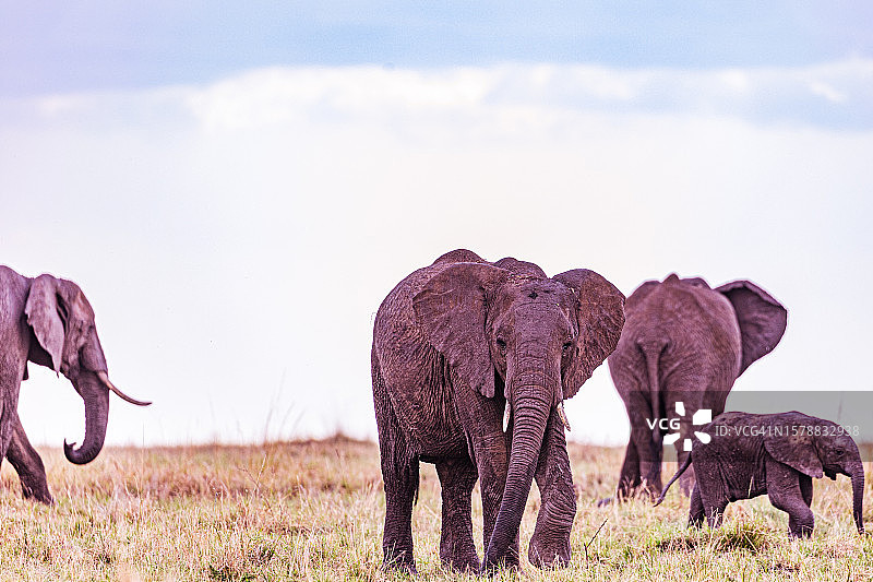 一群大象站在田野里，对着天空的侧面镜头图片素材