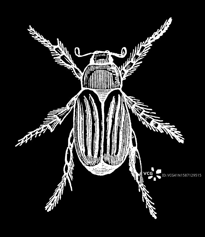 夏金龟子或欧洲六月甲虫(Amphimallon solstitiale)的古雕刻插图，一种与金龟子相似但小得多的甲虫，长度约为20毫米(0.79英寸)图片素材