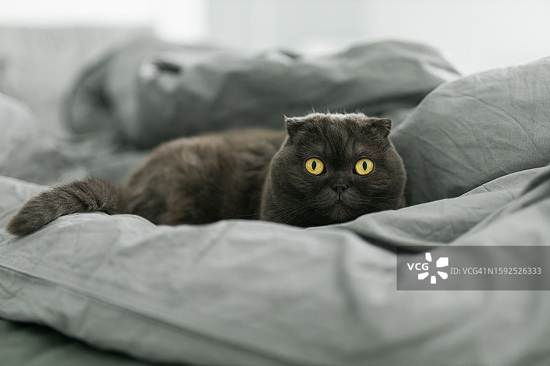 一只懒散的灰色苏格兰猫躺在沙发上。宠物和动物概念图片素材