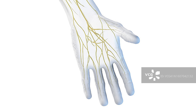 手的神经，例证图片素材