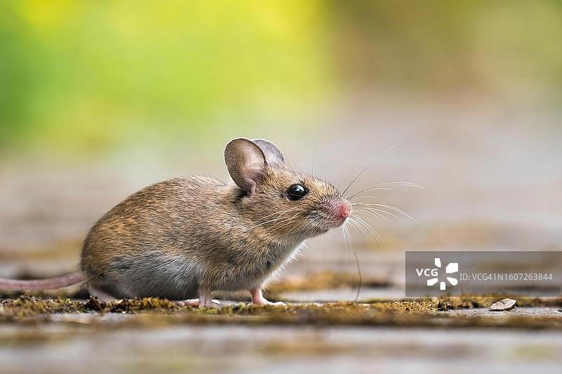 木鼠(木鼠)，德国黑森州图片素材