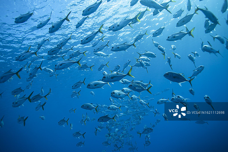 在加勒比海蔚蓝的水面下游动的鲷鱼图片素材