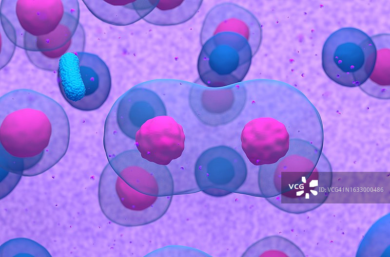 正常b细胞被细菌激活后的分裂3d图图片素材