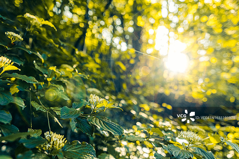 阳光和茂密的森林树叶图片素材