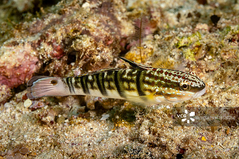 白条纹虾虎鱼Amblygobius phalaena, Triton湾，西巴布亚省，印度尼西亚图片素材