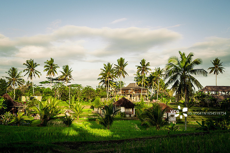 巴厘岛稻田，乌布，印度尼西亚图片素材