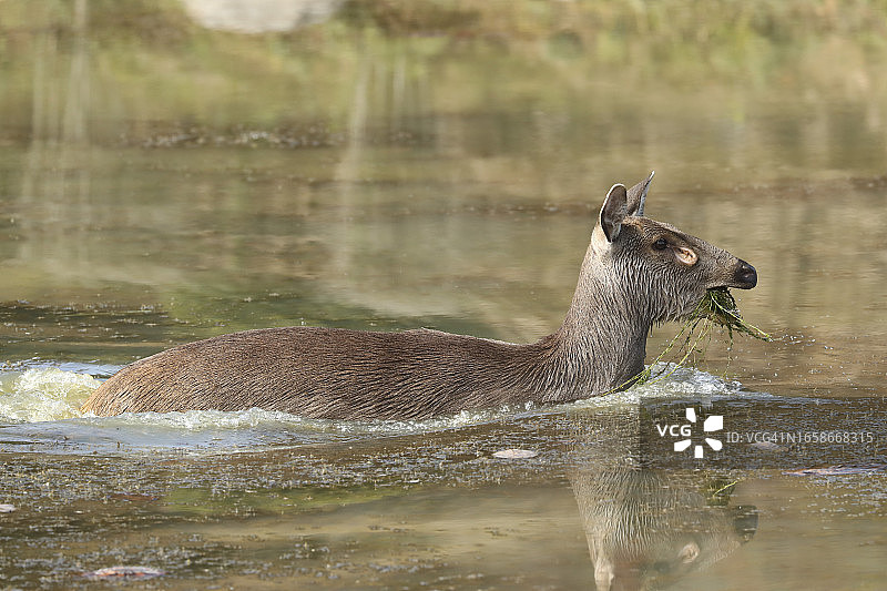 一只名叫Rusa unicolor的雌鹿正在湖中觅食。这个脆弱的物种有非常大的眶前腺，在这张照片中呈喇叭状，释放信息素来标记领土并与同种生物交流。图片素材