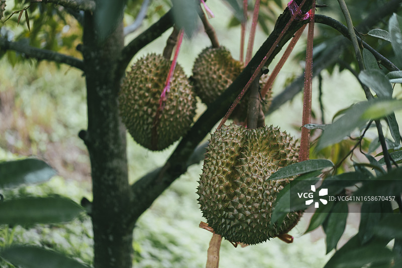 迷人的榴莲果实挂在树枝上，在泰国的榴莲果园景观图片素材