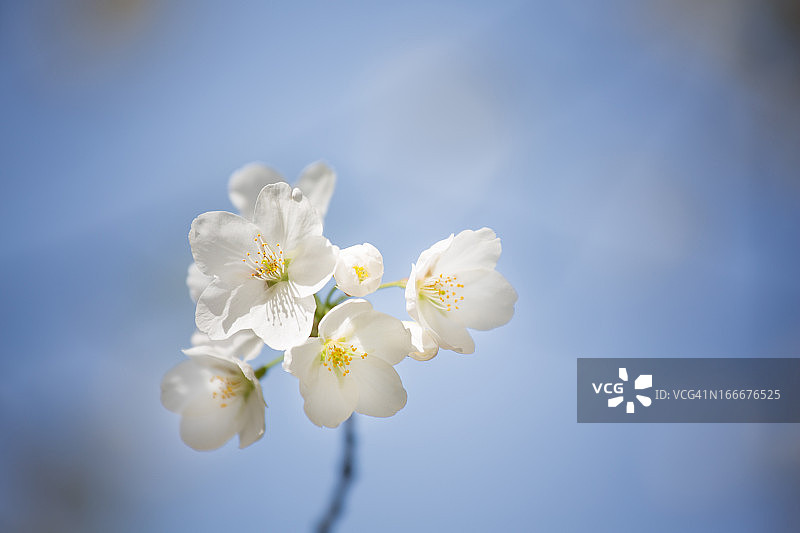 白色的樱花图片素材