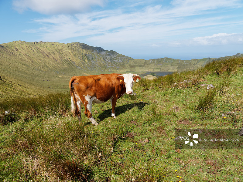 一头牛在科尔沃火山顶上吃草图片素材
