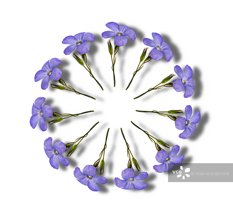 紫罗兰花在白色的背景上形成一个圆圈，有一个小阴影。图片素材