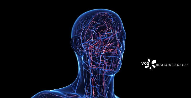 男性头部血管系统，图示图片素材