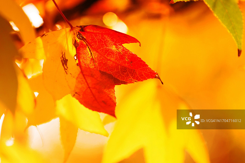 秋叶，光和颜色图片素材