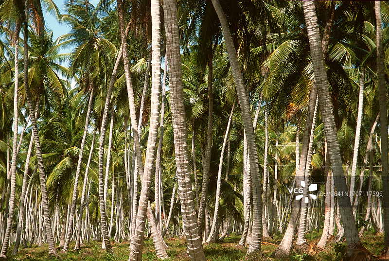 椰子种植园图片素材