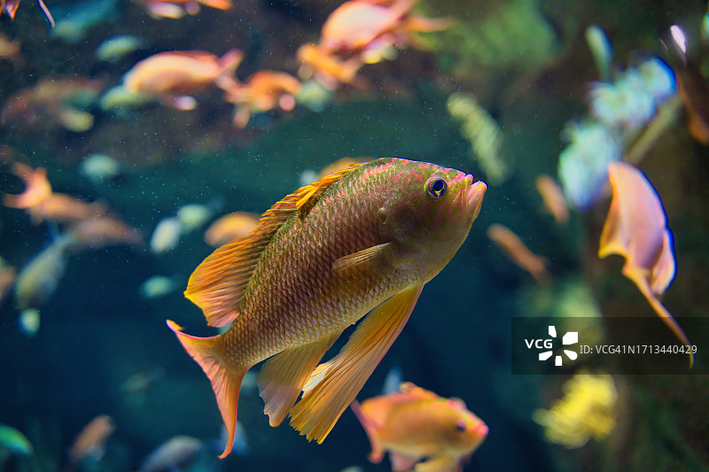 在水族馆里游泳的热带暹罗斗鱼特写图片素材