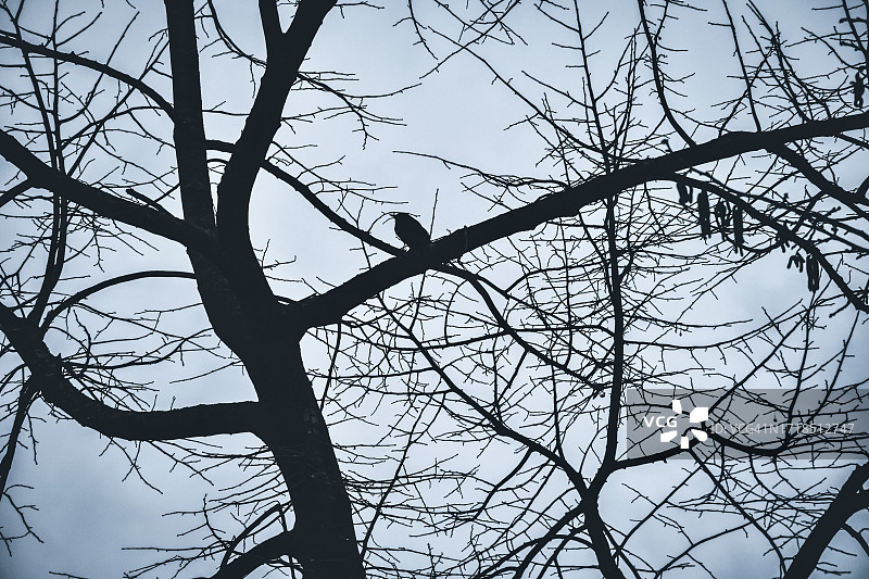 鸟儿栖息在树上的特写图片素材