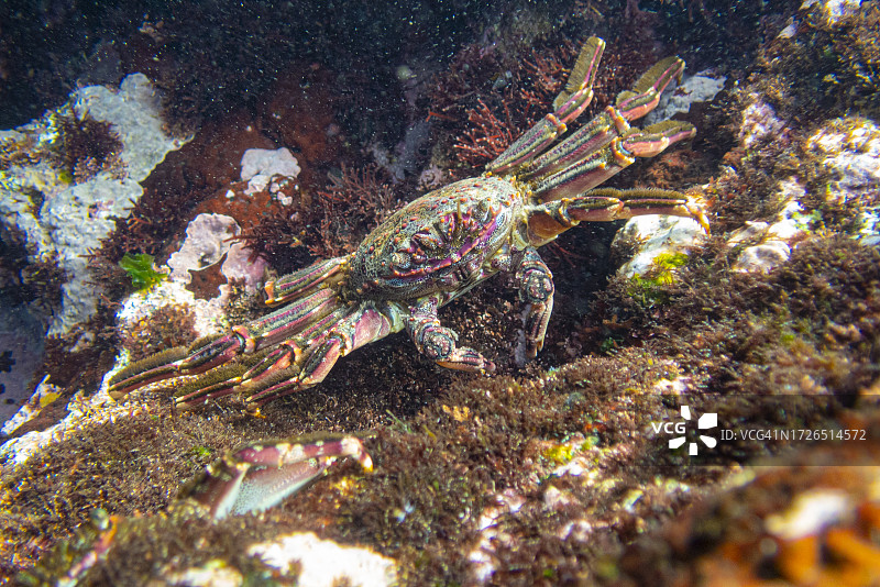 拉帕尔马，坎卡霍斯海滩，洼地。加那利群岛的水下海洋生物。图片素材