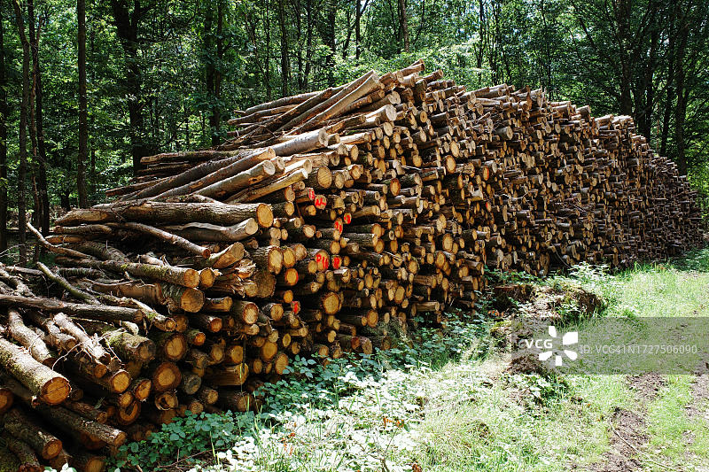 德国北莱茵-威斯特伐利亚州下莱茵河森林中的木桩图片素材