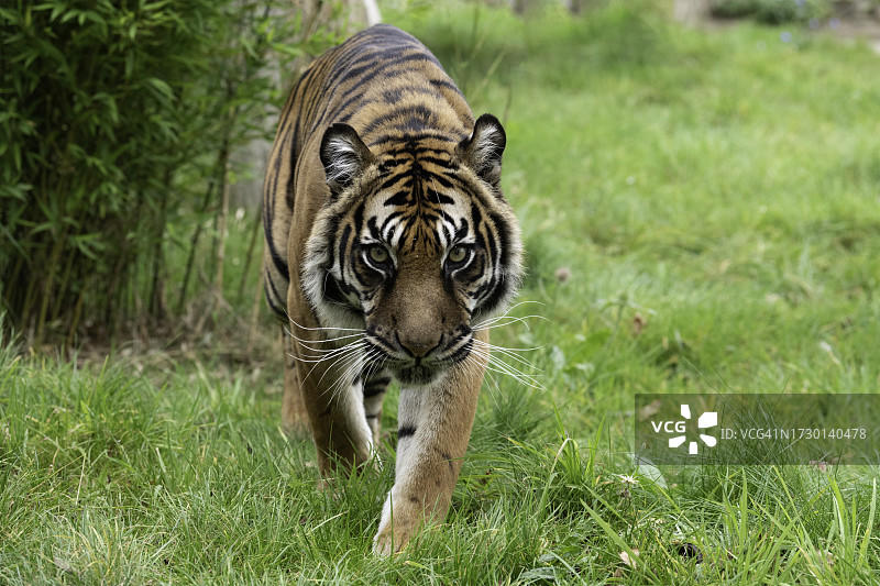 老虎在草地上行走的画像图片素材