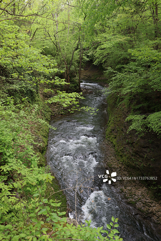 风景秀丽的溪流在森林中的树木，俄亥俄州，美国，美国图片素材