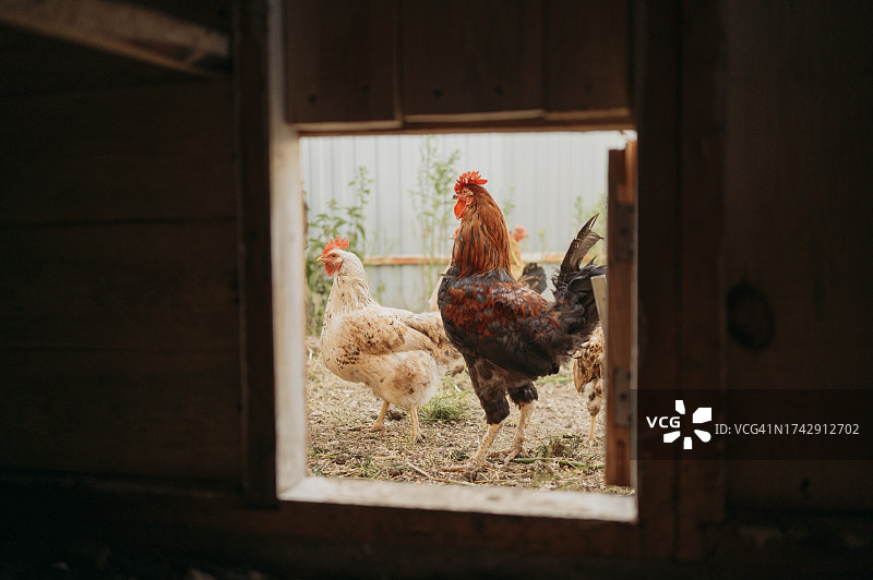透过窗户看到农场里的鸡图片素材