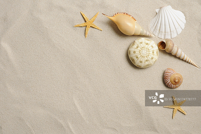 沙滩上的海星和贝壳有拷贝空间图片素材