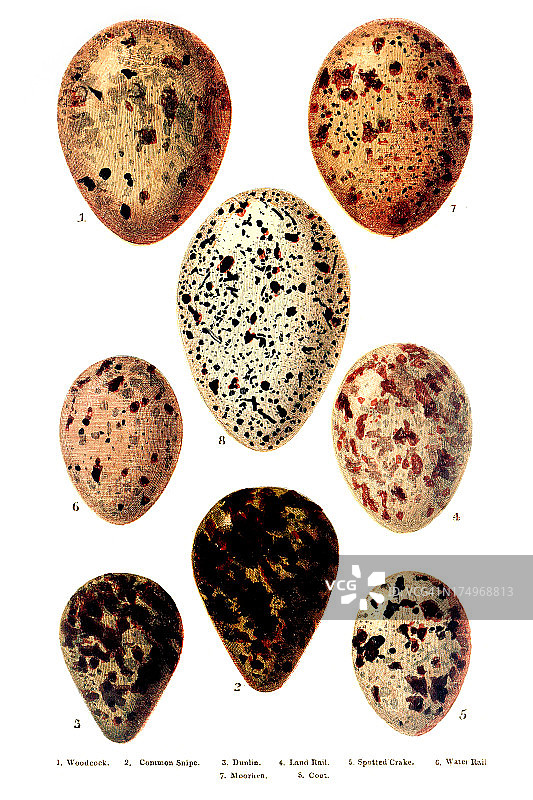 英国-欧洲鸟类蛋雕刻图片素材