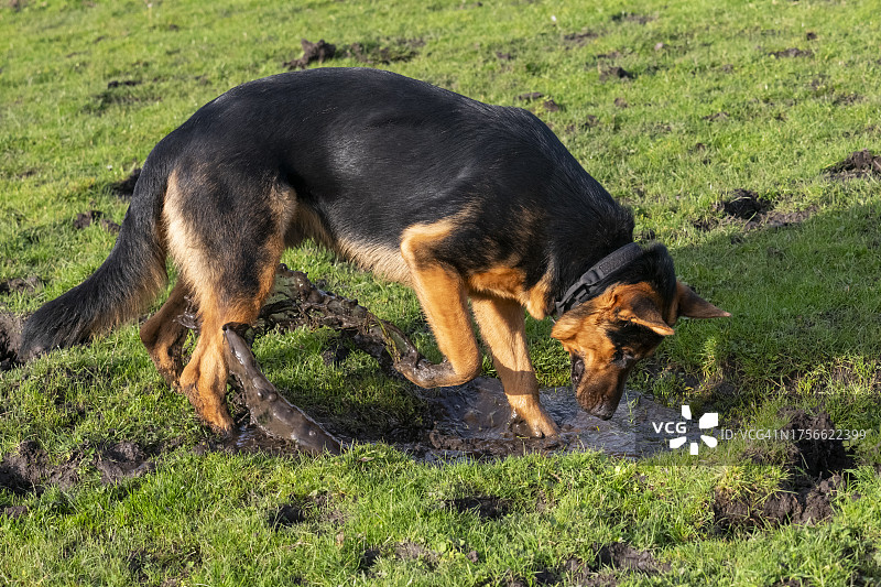 年轻的德国牧羊犬在泥泞的水坑里挖土图片素材