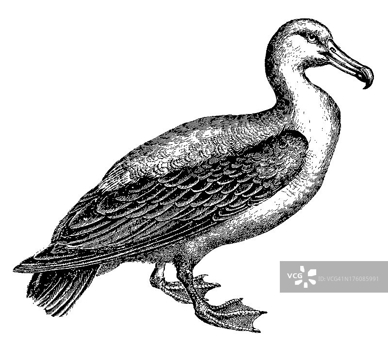 信天翁|古董鸟插图图片素材