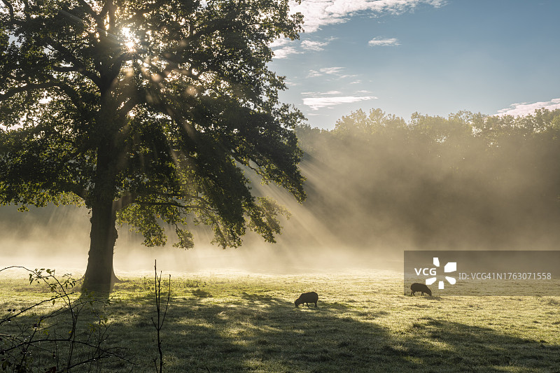 在伦敦北部一个雾蒙蒙的早晨，太阳照在田野上图片素材