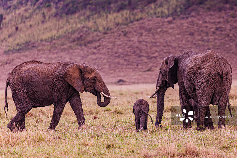 长镜头侧面的象群在野外狩猎行走图片素材