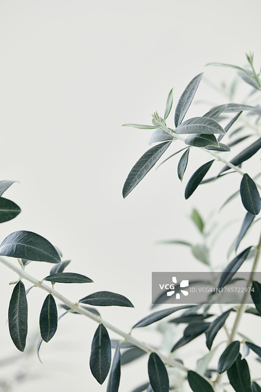 背景，合成背景，树叶，橄榄树，植物图片素材