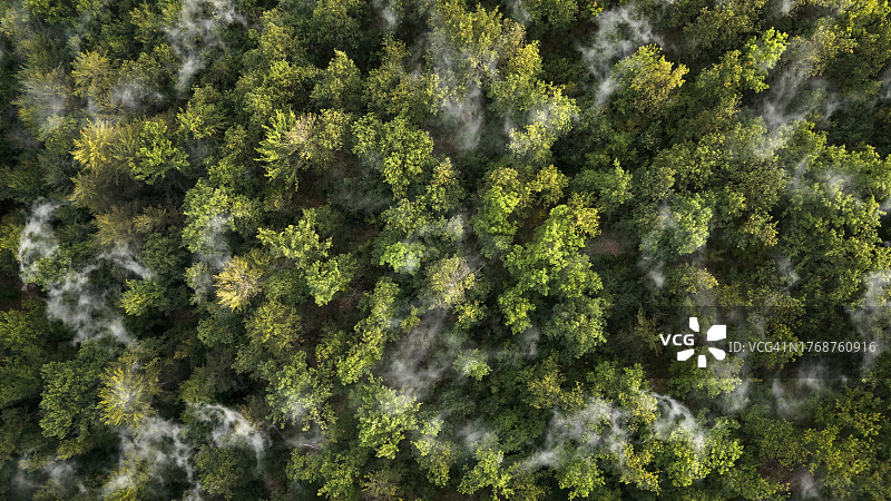 森林与雾顶视图。图片素材