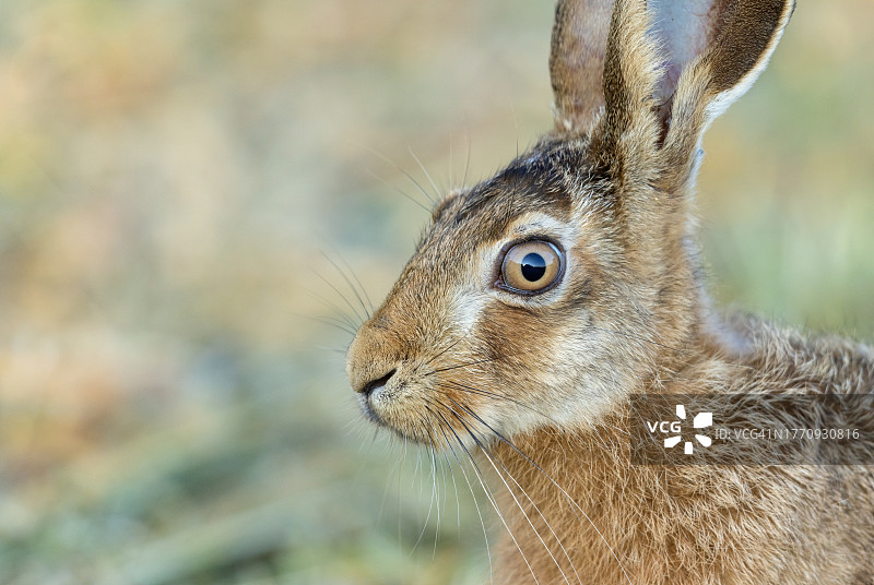 一只棕色野兔的肖像(Lepus europaeus)图片素材