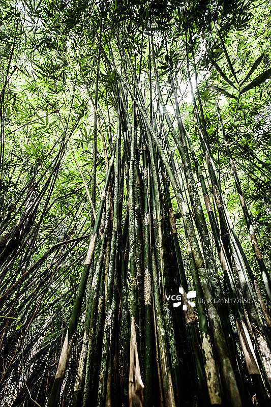晨曦中的亚洲竹林。图片素材
