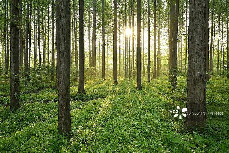 早晨，美丽的森林景色图片素材