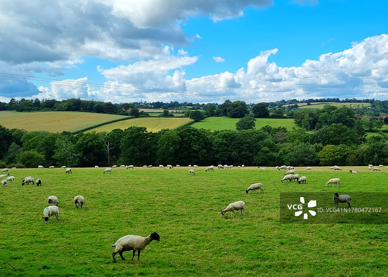 羊在草地上吃草的高角度照片图片素材