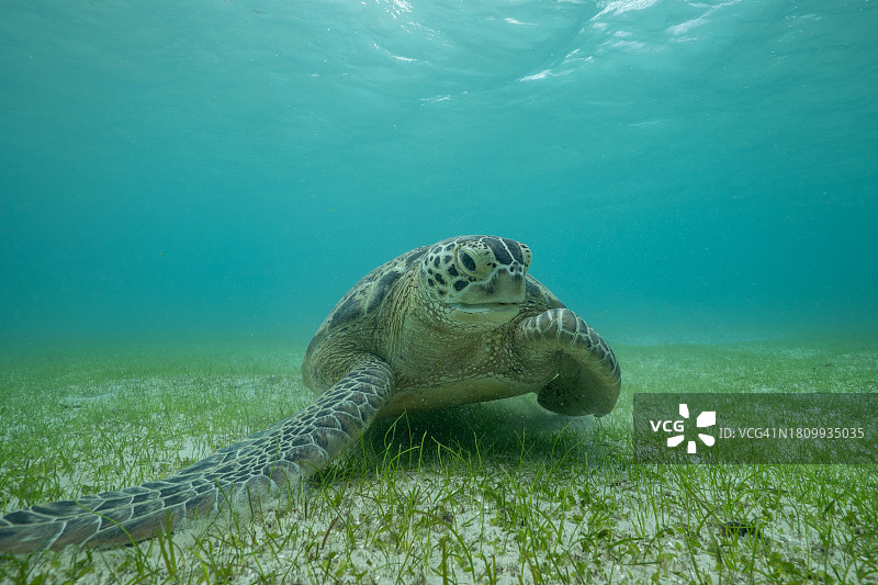 绿海龟在海里游泳的特写图片素材