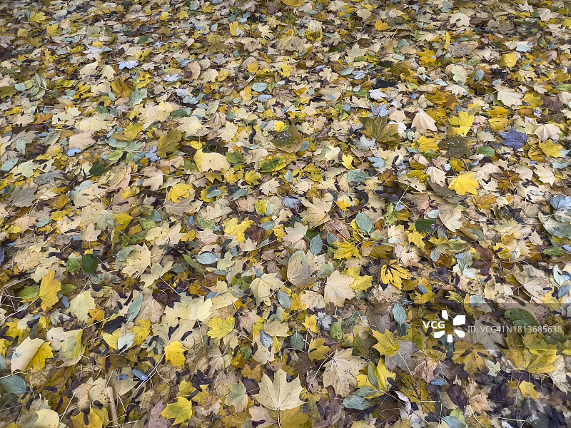 秋天的树叶背景图片素材