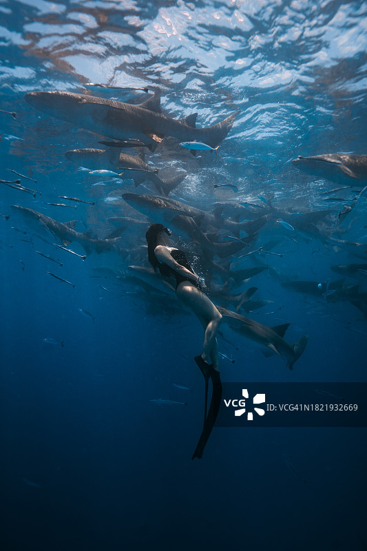 马尔代夫的海洋生物，和鲨鱼一起潜水图片素材