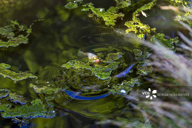 青蛙在湖中游泳的高角度视角图片素材