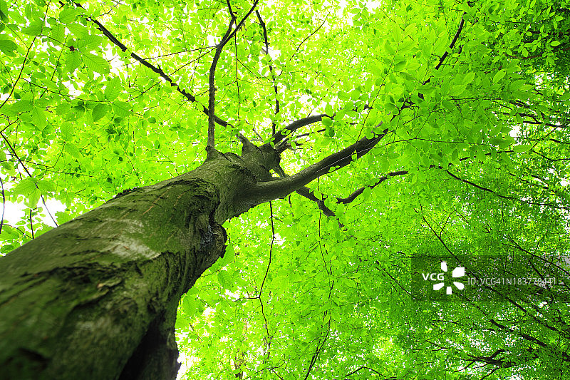 绿树-向上看图片素材