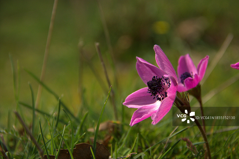 田野上粉色花朵的特写图片素材